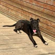 Серьезная спокойная собака в опытные руки, в Санкт-Петербурге