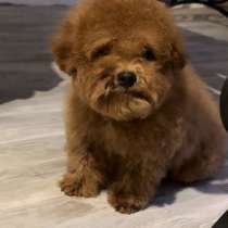 Toy puddle. Teddy bear. Red brown, в г.Klingenstein