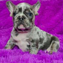 Французский бульдог. Blue merle, в г.Friedrichsthal