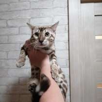 Bengali-katze, в г.Мюнхен