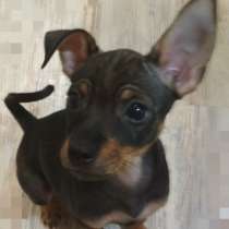 Щеночки милашки. Мини тойчики, в Перми