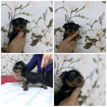 Yorkshire terrier, в г.Канада-де-Гомес