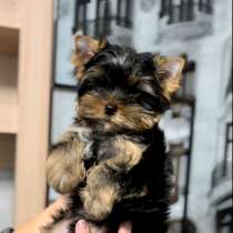 Йоркширский терьер, в г.Bruheim