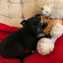 Черная плюшевая крошка, в Санкт-Петербурге