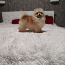 Померанский шпиц. Mini boy, в г.Гамбург