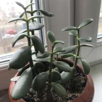 Толстянка, в Щербинке