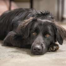 Спокойный и очень красивый пёс, 1 год, в Санкт-Петербурге
