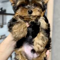Йоркширский терьер. Мини, в г.Мариенберг