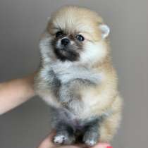 Щенок померанца, в г.Бухарест