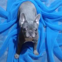 Девочка французский бульдог. Окрас blue, в г.Вена