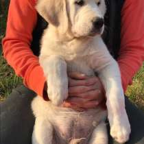 Щенки золотистого ретривера, в г.Киев