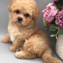 Мальтипу. Caramel, в г.Кранихфельд