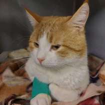 Замечательный кот Семён ищет дом!, в Ростове-на-Дону