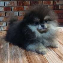 Pomeranian spitz. Mini girl, в г.Берлин