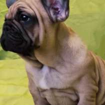 Французский бульдог, в г.Мюнхен