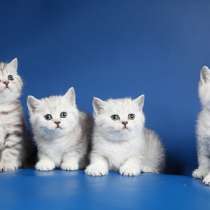 Серебристые котята, как в рекламе "Вискас", в Москве