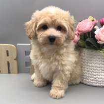 Мальтипу F - 1, в г.Лауфенбург