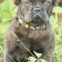 Французский бульдог. Flaffi, в г.Kessel