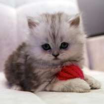 Очаровательные малыши, в Москве