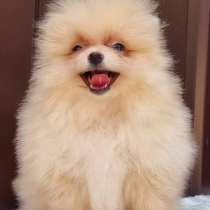 Померанский шпиц, в г.Ремшайд