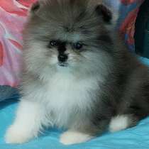 Pomeranian spitz. Merle boy, в г.Дрезден