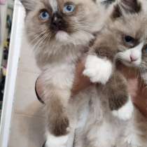 רגדול, в г.Ришон-ле-Цион