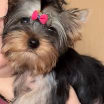 Yorkshire terrier. Mini girl, в г.Райнфельден