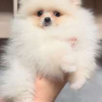 Пудель. Red. Той - миниатюра, в г.Берлин