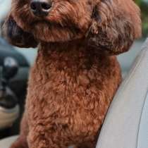 Пудель. Миниатюра, в г.Geislitz