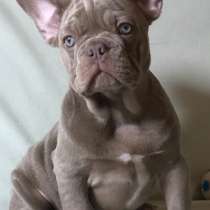 French bulldog. Isabella, в г.Берлин