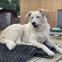 Белоснежный ласковый красавец, в Санкт-Петербурге