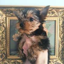 Йоркширский терьер, в г.Анталия