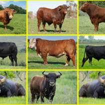 Куплю быков, в г.Полоцк