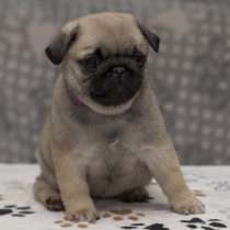 Мопс, в г.Берлин