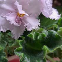 Фиалки, в г.Луганск