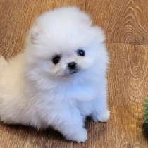 Померанский шпиц. Мини, в г.Flossenburg