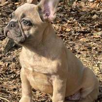 Французский бульдог, в г.Arkebek