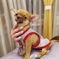 Красивый шоко-соболиный мальчик кш чихуахуа, в Москве