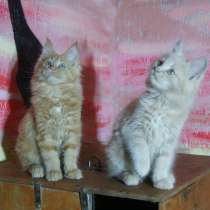 Девочки Мейн Куны, в Саратове