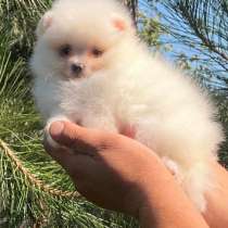 Померанский шпиц, в г.Гамбург