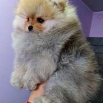 Pomeranian spitz. Boy, в г.Гамбург