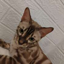 Bengal cat, в г.Нюмбрехт