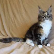 MAINECOON, в г.Калиспелл