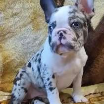 Французский бульдог. Merle. Blue eyes, в г.Munster