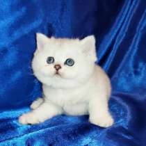 Шотландские котята шиншилята!, в г.Милан