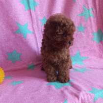 Девочка той пудель, в г.Рим