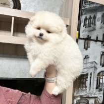 Pomeranian spitz. Cream boy's, в г.Гамбург