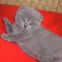 Голубые котята. Шотландцы., в Москве