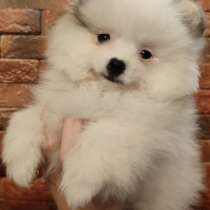 Померанский шпиц. Мини, в г.Мюнхен