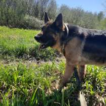 Роскошный интеллектуально развитый овчар, в Санкт-Петербурге